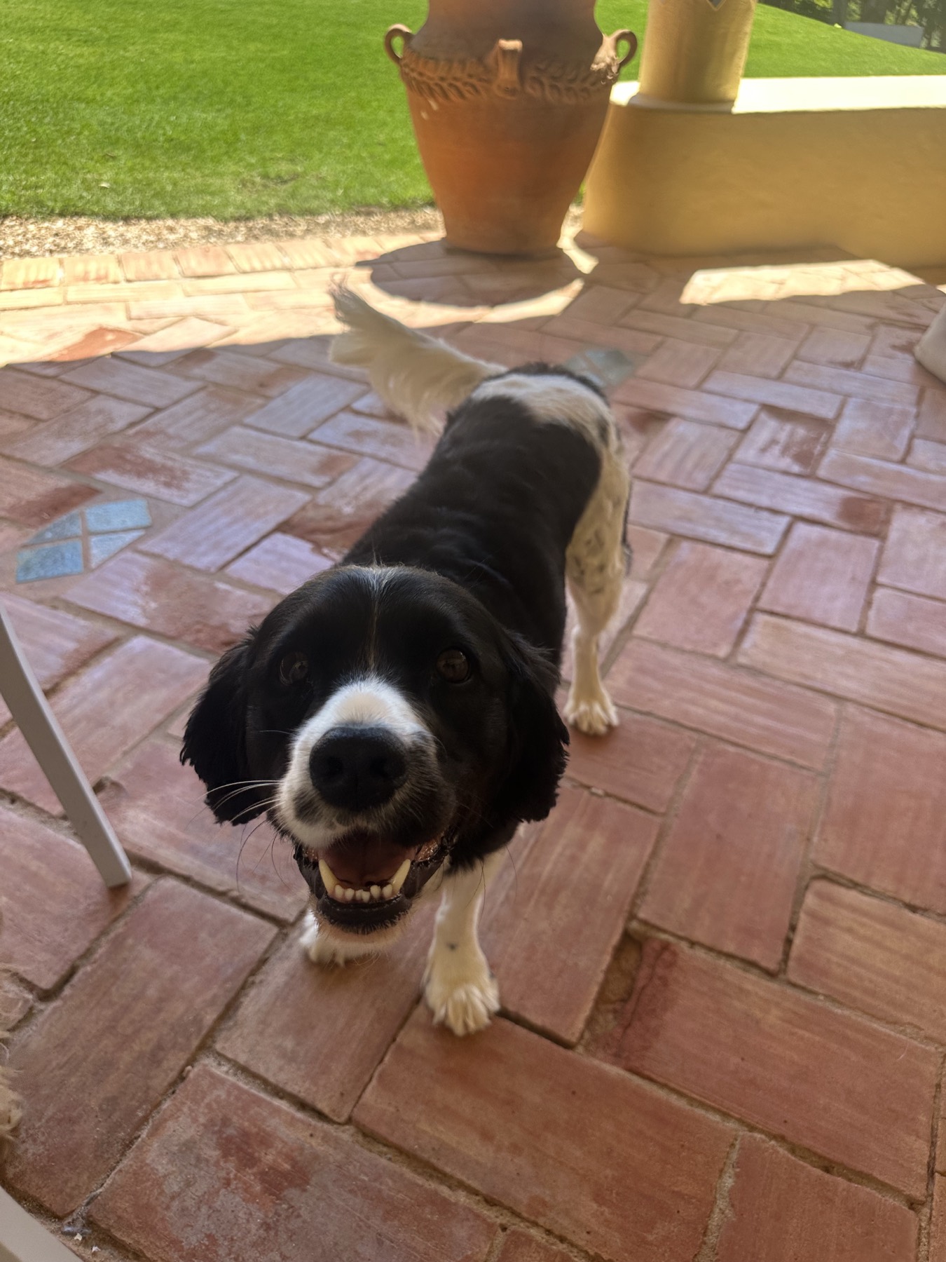 Splodge on the terrace