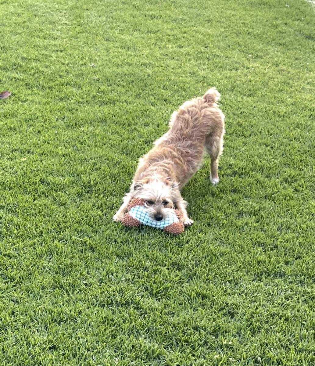 Sparky with a toy