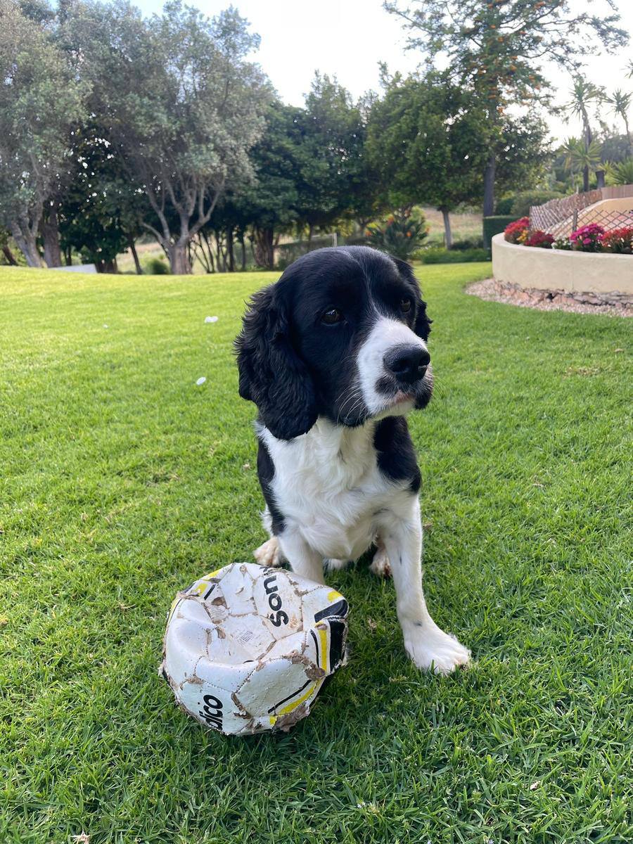 Splodge on the lawn